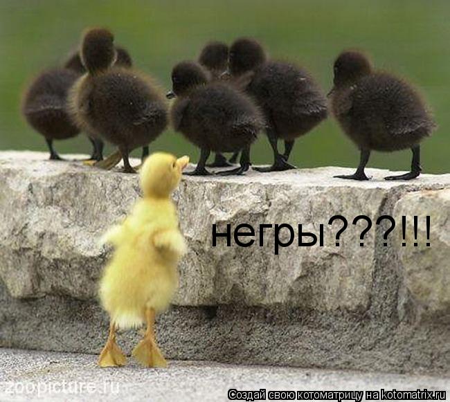 негры???!!!... Котоматрица: негры???!!!