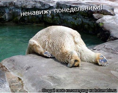 ненавижу понедельники!... Котоматрица: ненавижу понедельники!