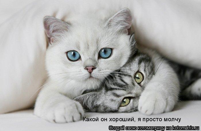 Какой он хороший, я просто молчу... Котоматрица: Какой он хороший, я просто молчу