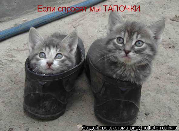 Если спросят мы ТАПОЧКИ... Котоматрица: Если спросят мы ТАПОЧКИ