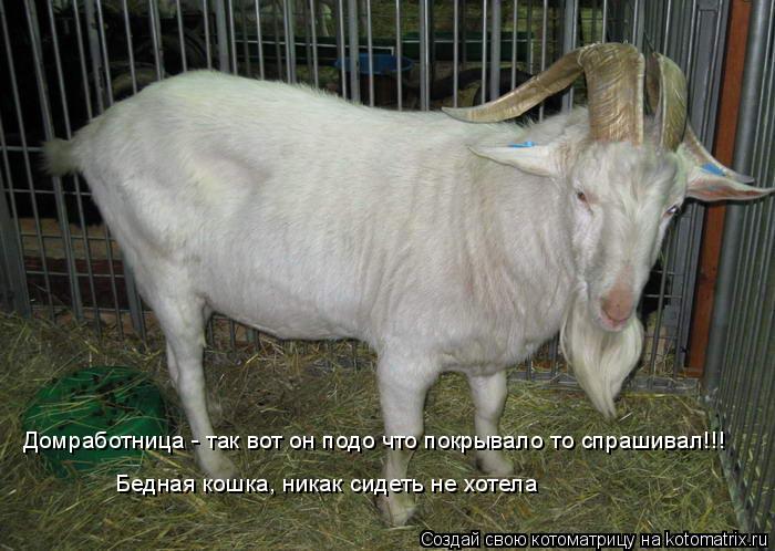 Котоматрица: Домработница - так вот он подо что покрывало то спрашивал!!! Бедная кошка, никак сидеть не хотела