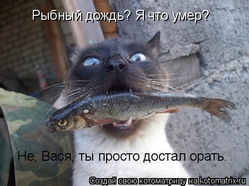 Котоматрица: Рыбный дождь? Я что умер? Не, Вася, ты просто достал орать.