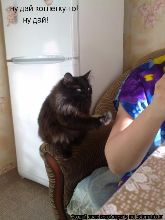 ну дай котлетку-то! ну дай!... Котоматрица: ну дай котлетку-то! ну дай!