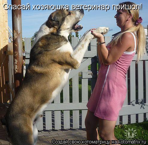 Спасай хозяюшка ветеринар пришол!... Котоматрица: Спасай хозяюшка ветеринар пришол!