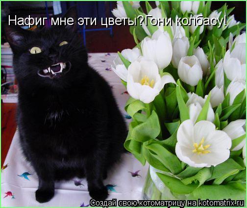 Нафиг мне эти цветы?Гони колбасу!... Котоматрица: Нафиг мне эти цветы?Гони колбасу!