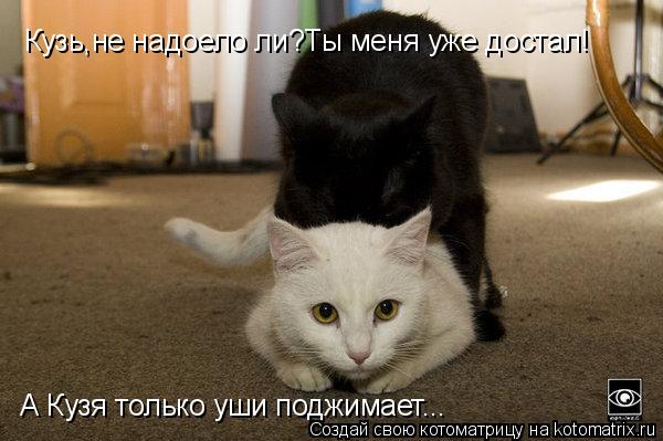 Котоматрица: Кузь,не надоело ли?Ты меня уже достал! А Кузя только уши поджимает...