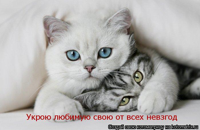Укрою любимую свою от всех невзгод... Котоматрица: Укрою любимую свою от всех невзгод