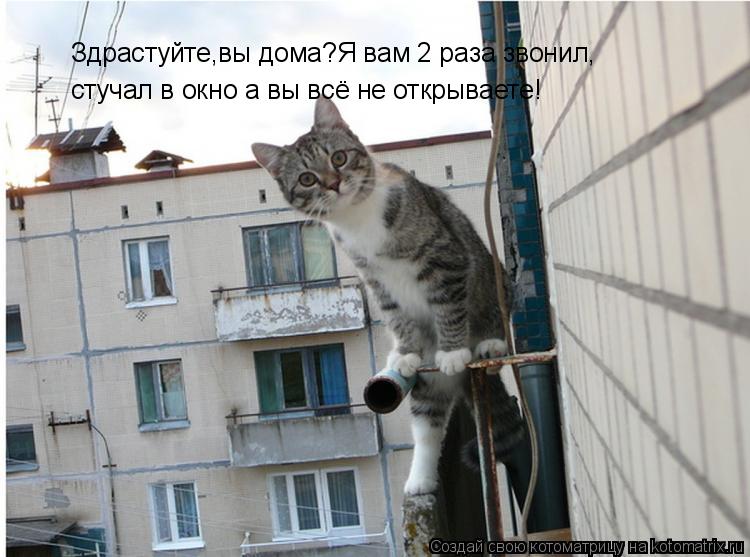 Котоматрица: Здрастуйте,вы дома?Я вам 2 раза звонил, стучал в окно а вы всё не открываете!