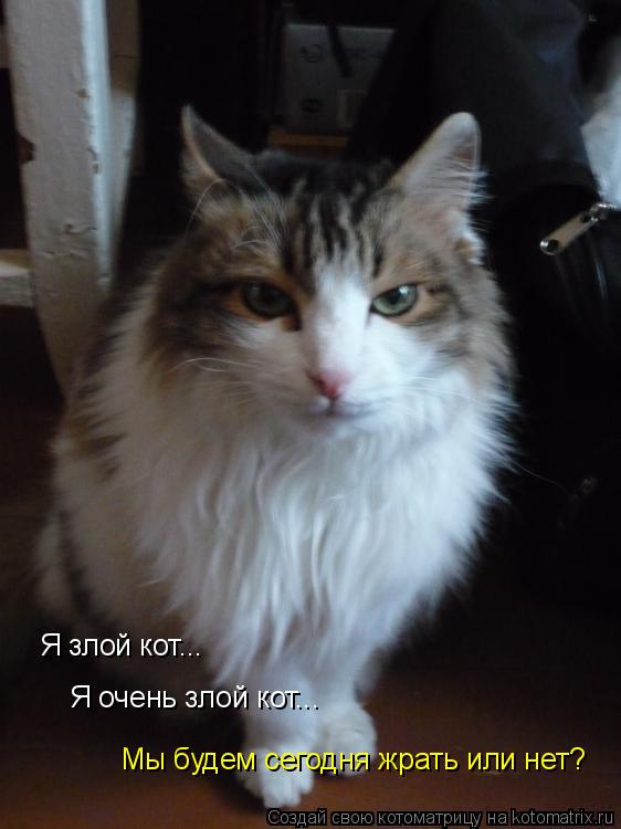 Котоматрица: Я злой кот... Я очень злой кот... Мы будем сегодня жрать или нет?