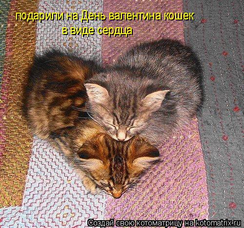 подарили на День валентина кошек в виде сердца... Котоматрица: подарили на День валентина кошек в виде сердца