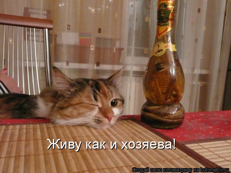 Котоматрица: Живу как и хозяева!