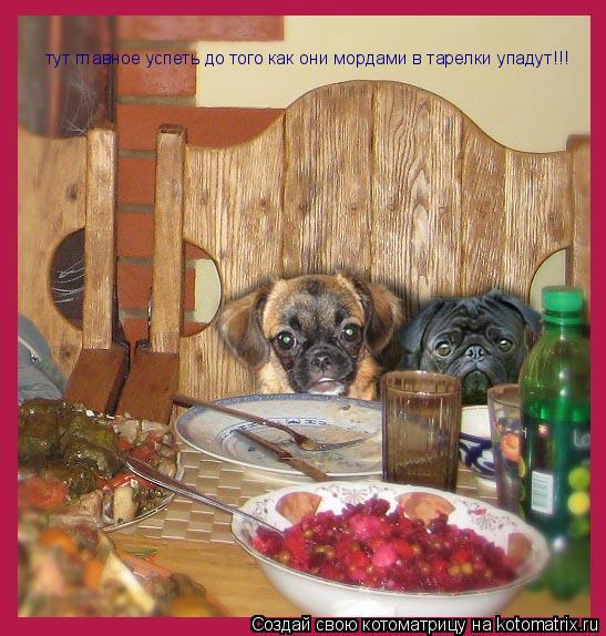 тут главное успеть до того как они мордами в тарелки упадут!!!... Котоматрица: тут главное успеть до того как они мордами в тарелки упадут!!!