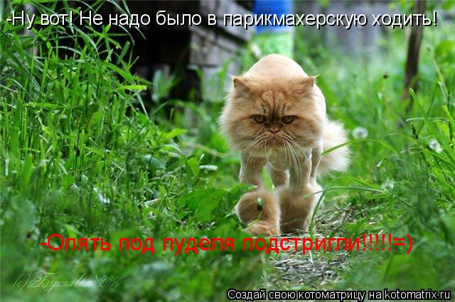 Котоматрица: -Ну вот! Не надо было в парикмахерскую ходить! -Опять под пуделя подстригли!!!!!=)
