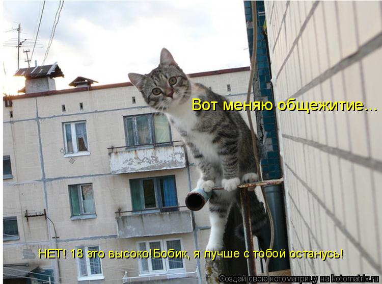 Вот меняю общежитие... НЕТ! 18 это высоко!Бобик, я лучше с тобой останусь!... Котоматрица: Вот меняю общежитие... НЕТ! 18 это высоко!Бобик, я лучше с тобой останусь!