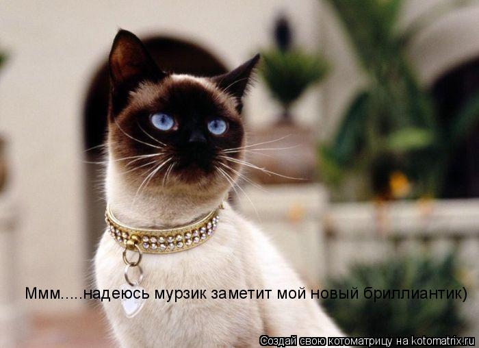 Ммм.....надеюсь мурзик заметит мой новый бриллиантик)... Котоматрица: Ммм.....надеюсь мурзик заметит мой новый бриллиантик)