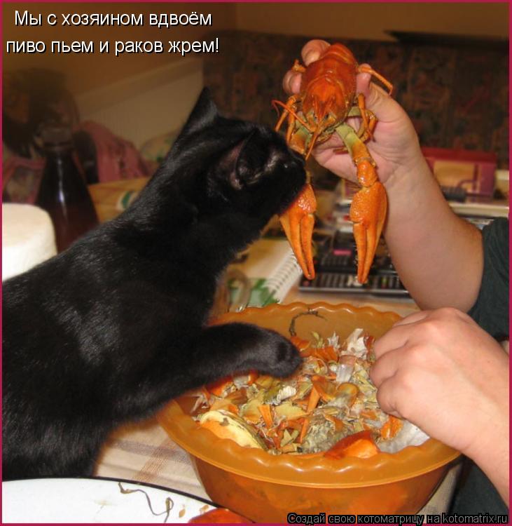Котоматрица: Мы с хозяином вдвоём  пиво пьем и раков жрем!