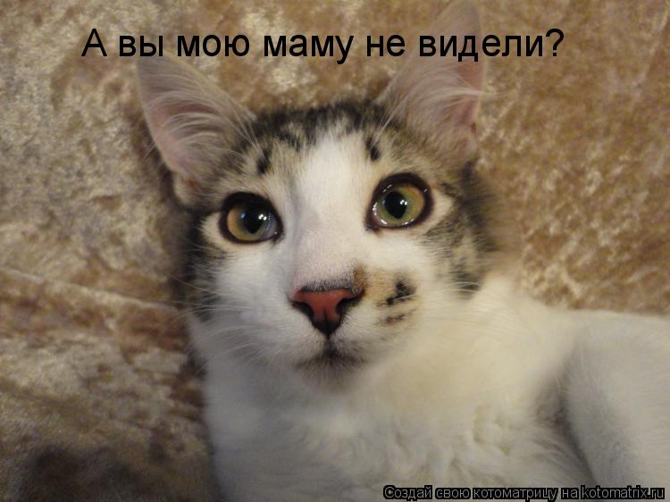 Котоматрица: А вы мою маму не видели?