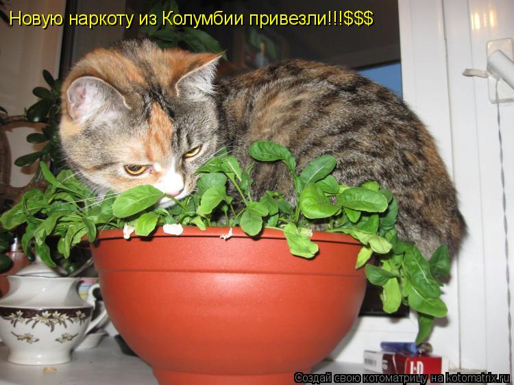 Новую наркоту из Колумбии привезли!!!$$$... Котоматрица: Новую наркоту из Колумбии привезли!!!$$$