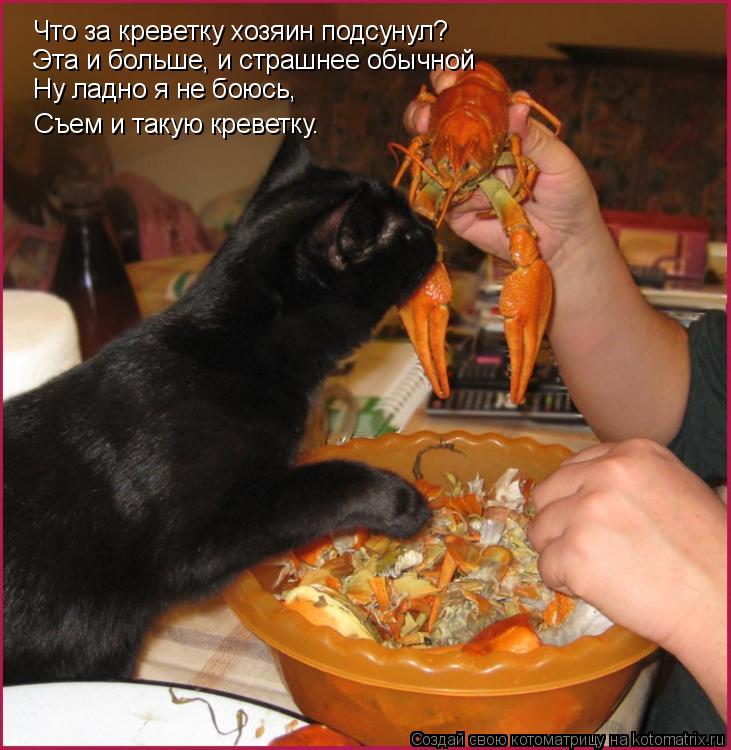 Котоматрица: Что за креветку хозяин подсунул? Эта и больше, и страшнее обычной Ну ладно я не боюсь, Съем и такую креветку.