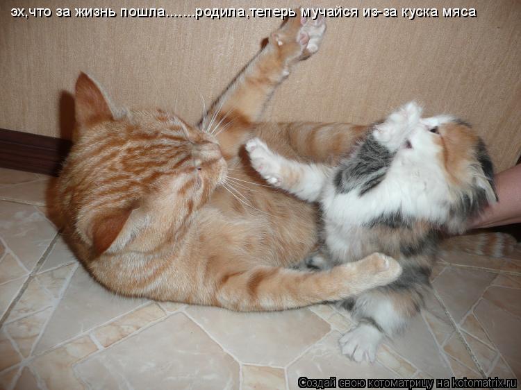 эх,что за жизнь пошла.......родила,теперь мучайся из-за куска мяса... Котоматрица: эх,что за жизнь пошла.......родила,теперь мучайся из-за куска мяса