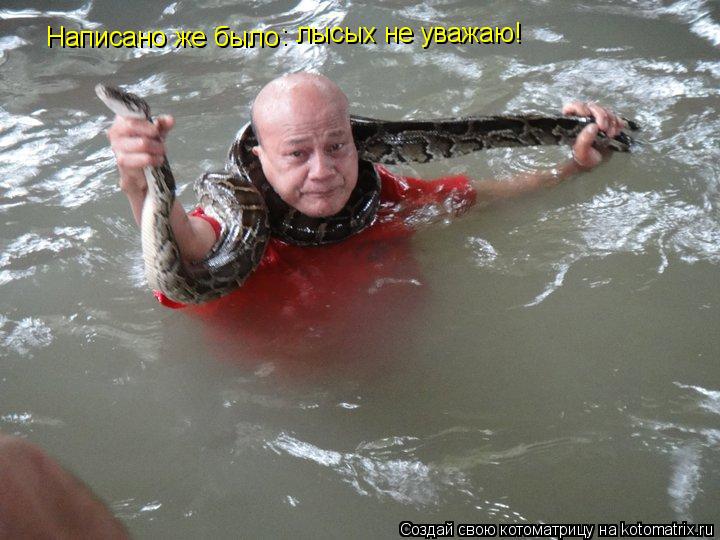 Котоматрица: Написано же было : лысых не уважаю!
