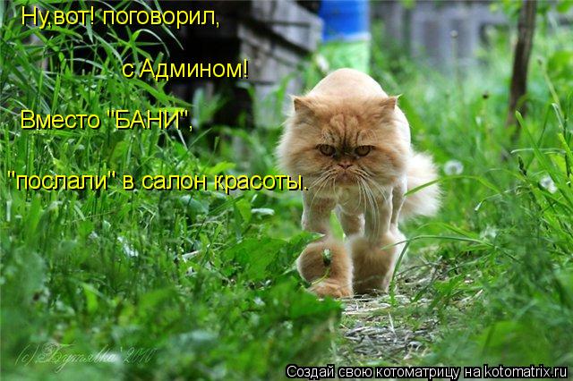 Ну,вот! поговорил, с Админом! Вместо "БАНИ", "послали" в салон красоты.... Котоматрица: Ну,вот! поговорил, с Админом! Вместо "БАНИ", "послали" в салон красоты.