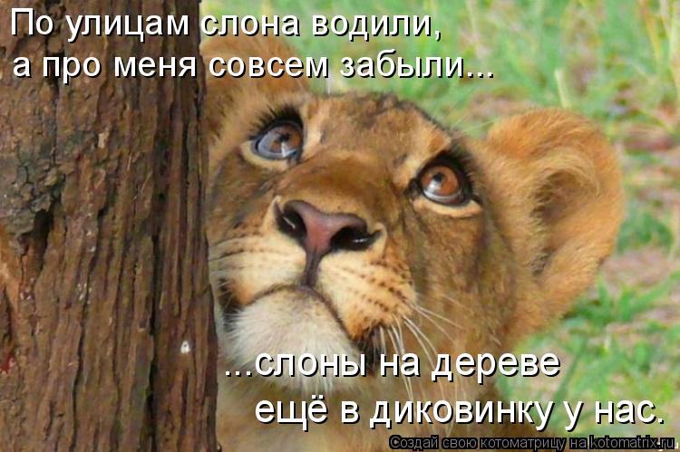 По улицам слона водили, а про меня совсем забыли... ...слоны на дереве ещё в диковинку у нас.... Котоматрица: По улицам слона водили, а про меня совсем забыли... ...слоны на дереве ещё в диковинку у нас.
