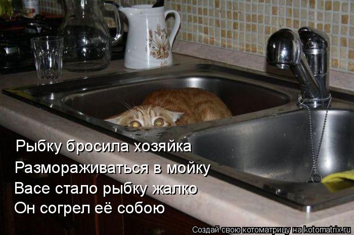 Рыбку бросила хозяйка Размораживаться в мойку Васе стало рыбку жалко Он согрел её собою... Котоматрица: Рыбку бросила хозяйка Размораживаться в мойку Васе стало рыбку жалко Он согрел её собою