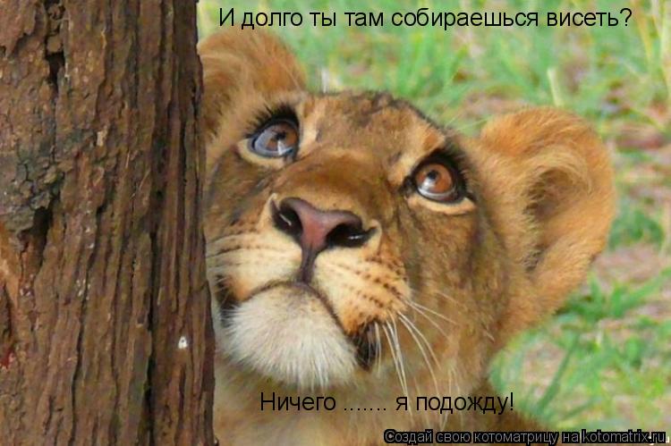 И долго ты там собираешься висеть? Ничего ....... я подожду!... Котоматрица: И долго ты там собираешься висеть? Ничего ....... я подожду!