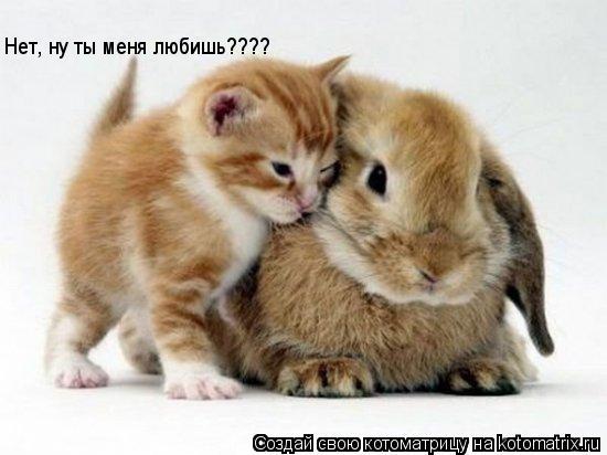 Котоматрица: Нет, ну ты меня любишь????