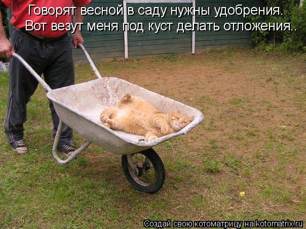 Котоматрица: Говорят весной в саду нужны удобрения. Вот везут меня под куст делать отложения..