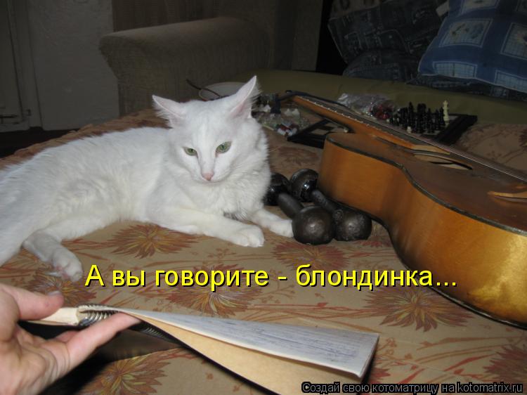 А вы говорите - блондинка...... Котоматрица: А вы говорите - блондинка...