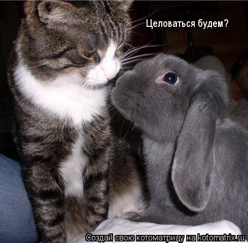 Целоваться будем?... Котоматрица: Целоваться будем?