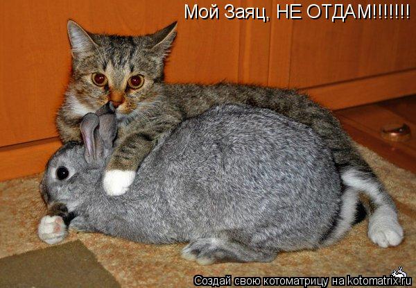 Мой Заяц, НЕ ОТДАМ!!!!!!!... Котоматрица: Мой Заяц, НЕ ОТДАМ!!!!!!!