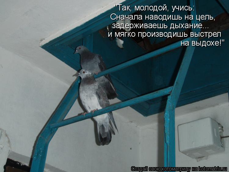 Котоматрица: "Так, молодой, учись: Сначала наводишь на цель, задерживаешь дыхание... и мягко производишь выстрел на выдохе!"