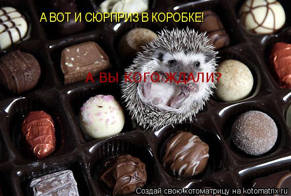 Котоматрица: А ВОТ И СЮРПРИЗ В КОРОБКЕ! А ВЫ КОГО ЖДАЛИ?