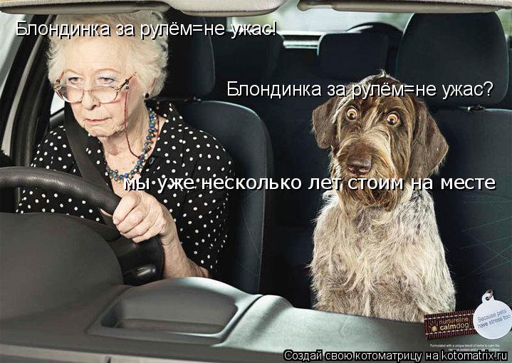 Блондинка за рулём=не ужас! Блондинка за рулём=не ужас? мы уже несколько лет стоим на месте... Котоматрица: Блондинка за рулём=не ужас! Блондинка за рулём=не ужас? мы уже несколько лет стоим на месте