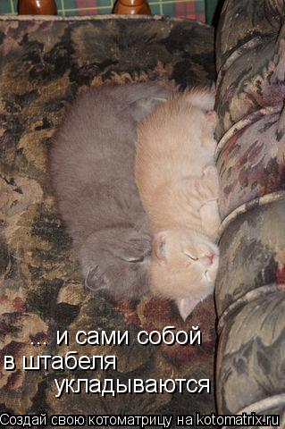 ... и сами собой в штабеля укладываются... Котоматрица: ... и сами собой в штабеля укладываются