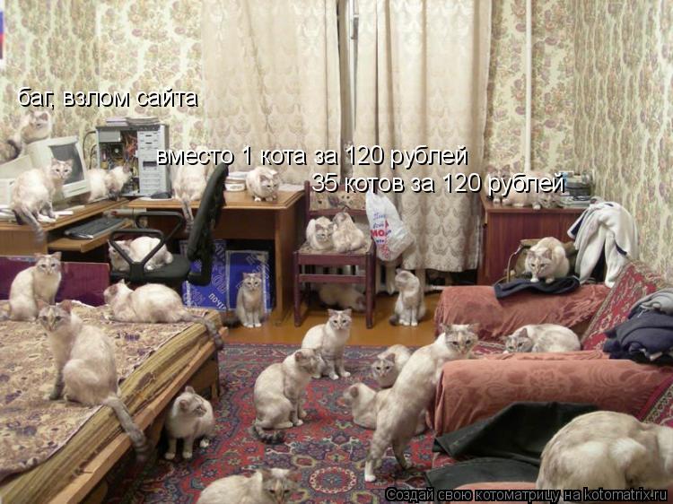 Котоматрица: баг, взлом сайта  вместо 1 кота за 120 рублей 35 котов за 120 рублей