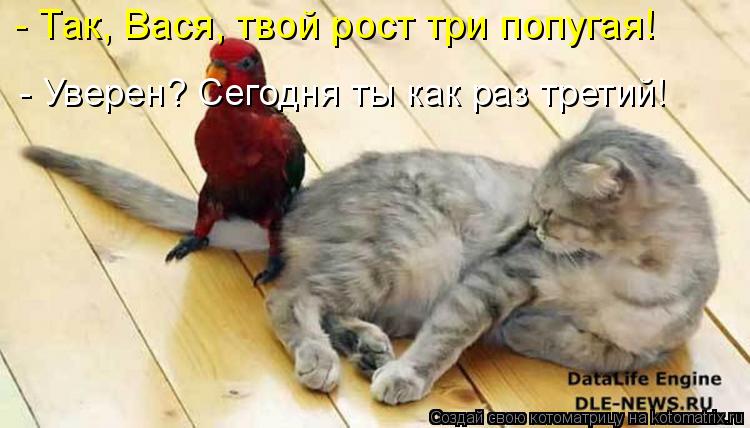 Котоматрица: - Так, Вася, твой рост три попугая! - Уверен? Сегодня ты как раз третий!