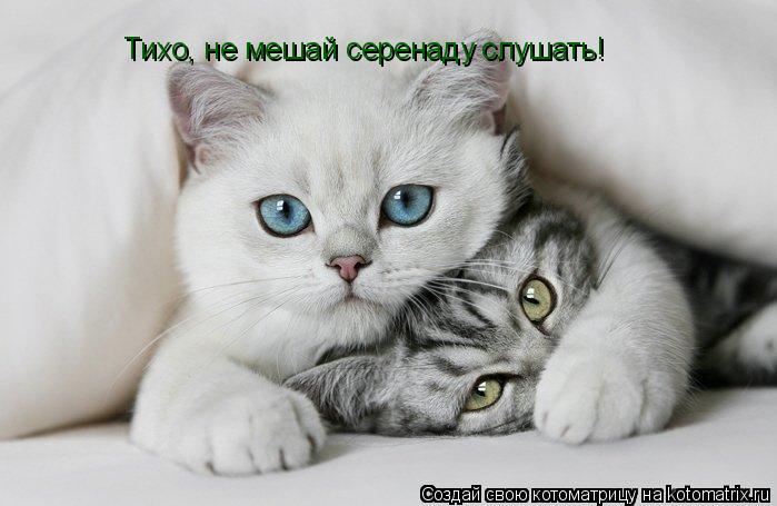 Тихо, не мешай серенаду слушать!... Котоматрица: Тихо, не мешай серенаду слушать!