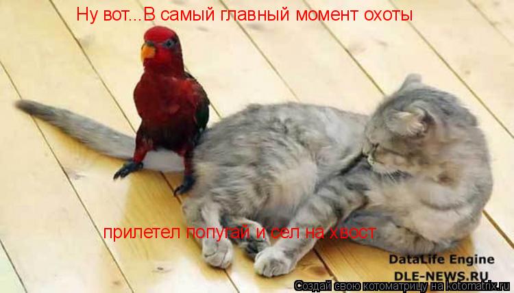 Ну вот...В самый главный момент охоты прилетел попугай и сел на хвост... Котоматрица: Ну вот...В самый главный момент охоты прилетел попугай и сел на хвост