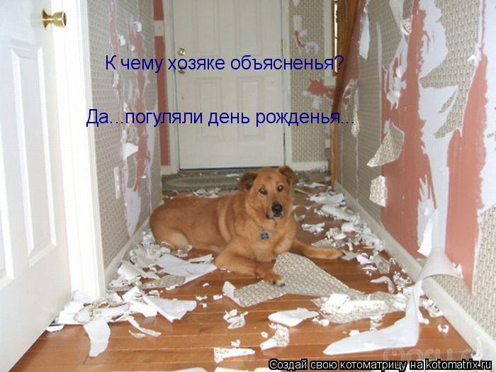 К чему хозяке объясненья? Да...погуляли день рожденья...... Котоматрица: К чему хозяке объясненья? Да...погуляли день рожденья...
