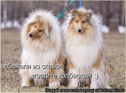 угостите колбаской! :) сбежали из сказки...... Котоматрица: угостите колбаской! :) сбежали из сказки...