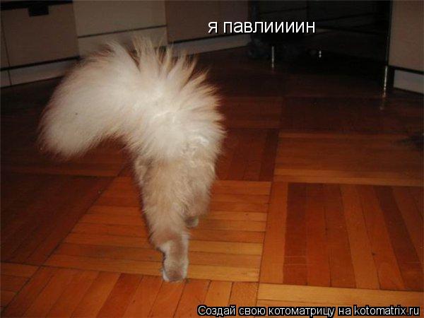 Котоматрица: я павлиииин