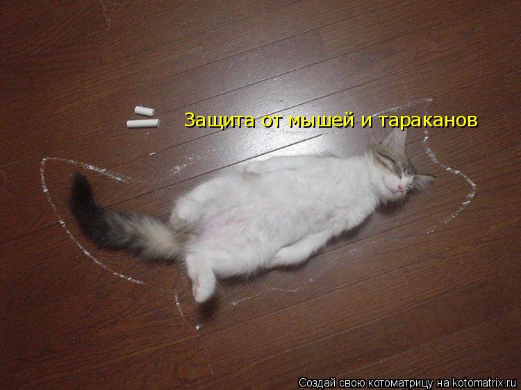 Котоматрица: Защита от мышей и тараканов