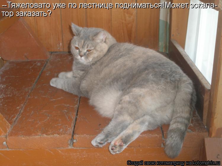 --Тяжеловато уже по лестнице подниматься!Может,эскала- тор заказать?... Котоматрица: --Тяжеловато уже по лестнице подниматься!Может,эскала- тор заказать?
