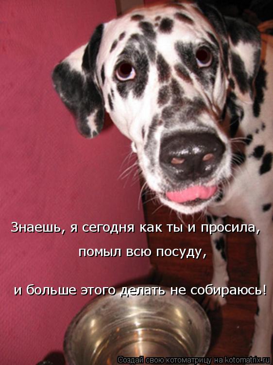 Знаешь, я сегодня как ты и просила, помыл всю посуду, и больше этого делать не собираюсь!... Котоматрица: Знаешь, я сегодня как ты и просила, помыл всю посуду, и больше этого делать не собираюсь!
