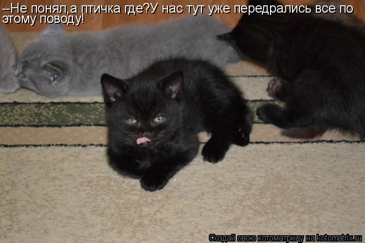 --Не понял,а птичка где?У нас тут уже передрались все по этому поводу!... Котоматрица: --Не понял,а птичка где?У нас тут уже передрались все по этому поводу!