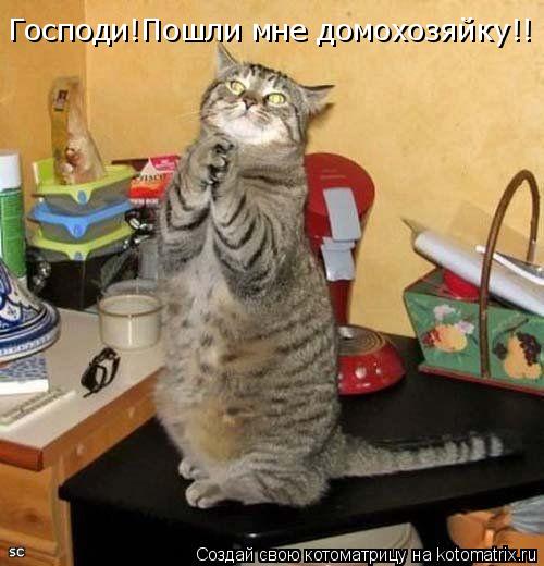 Котоматрица: Господи!Пошли мне домохозяйку!!